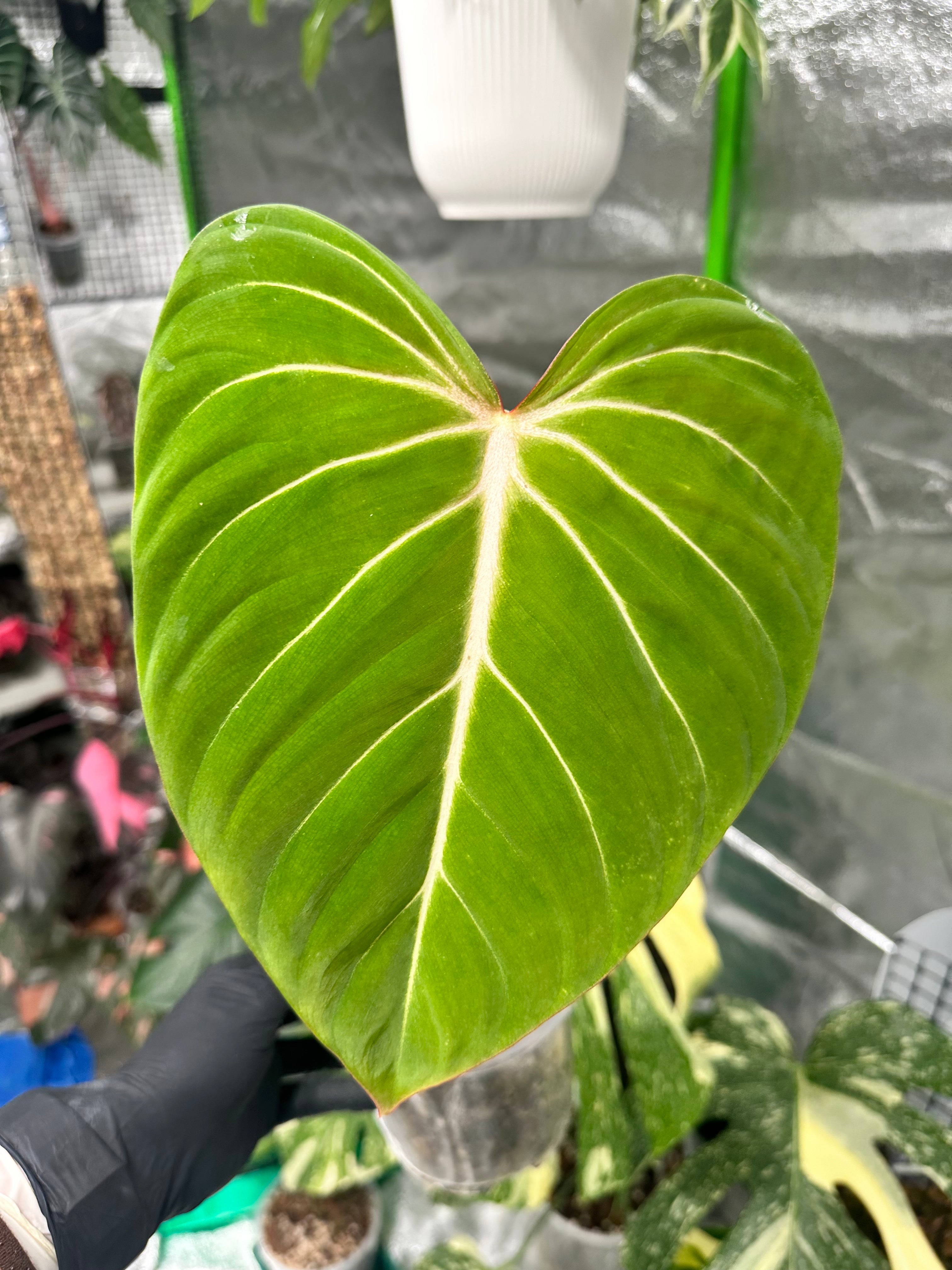 buy philodendron nz Philodendron Gloriosum – Plantita NZ