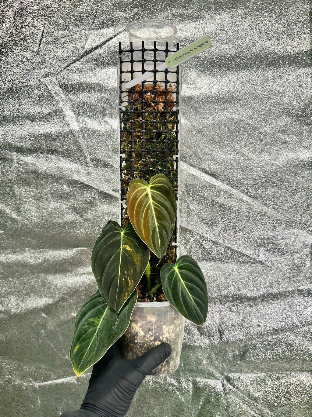 Philodendron melanochrysum variegated on D-moss pole