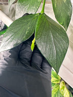 Hoya Fishtail (Hoya polyneura)