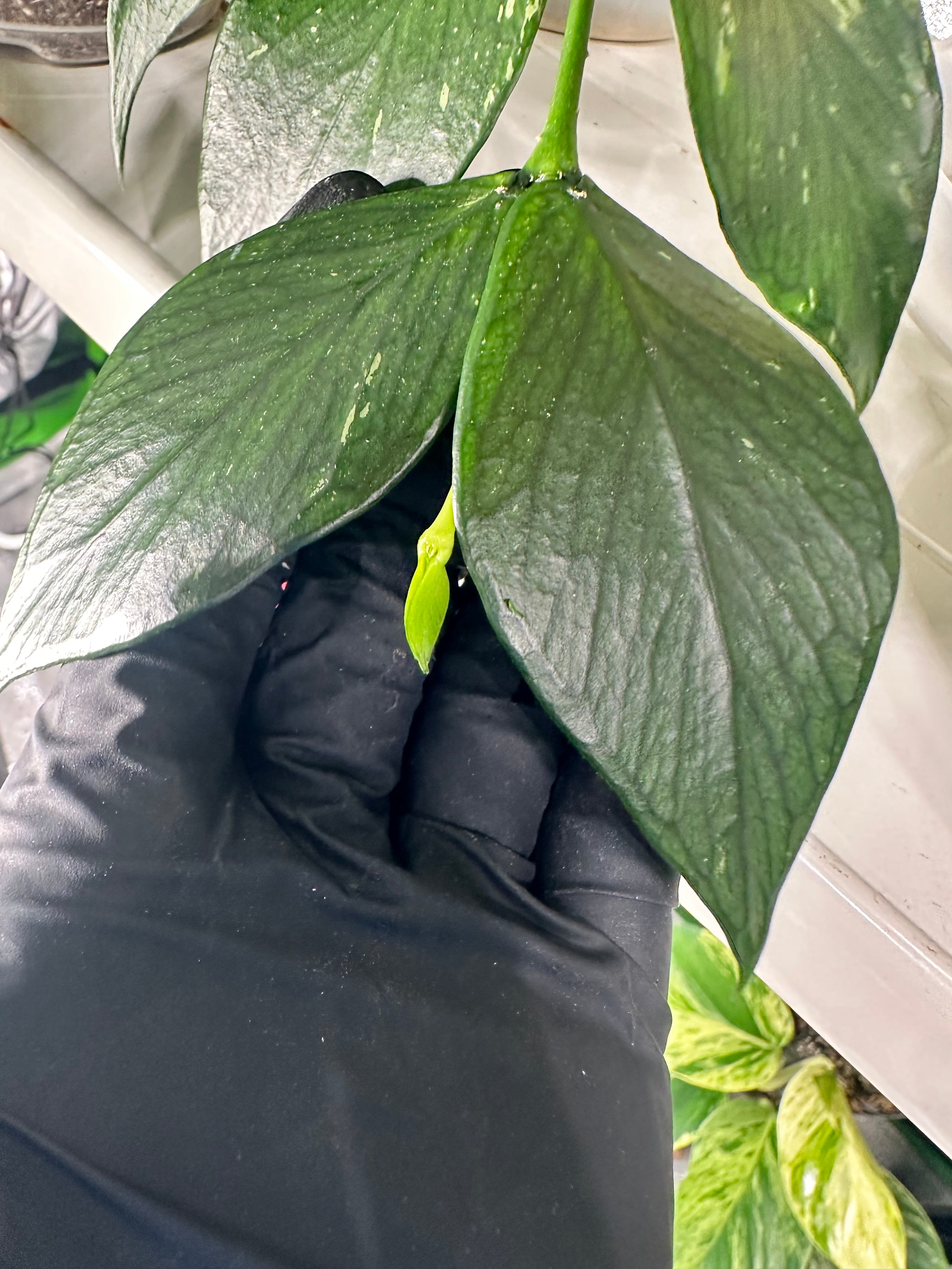 Hoya Fishtail (Hoya polyneura)
