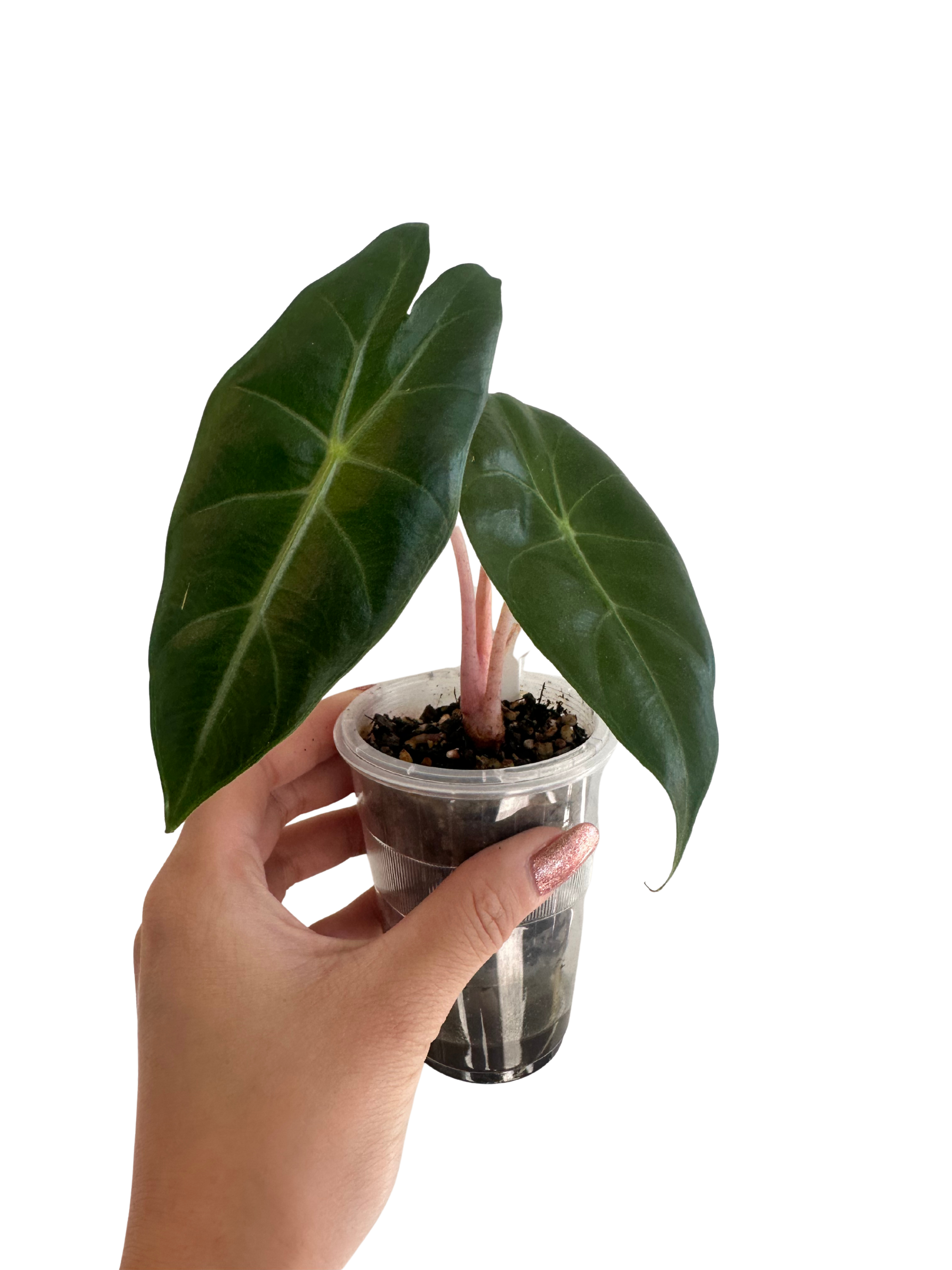 Alocasia Pink Dragon