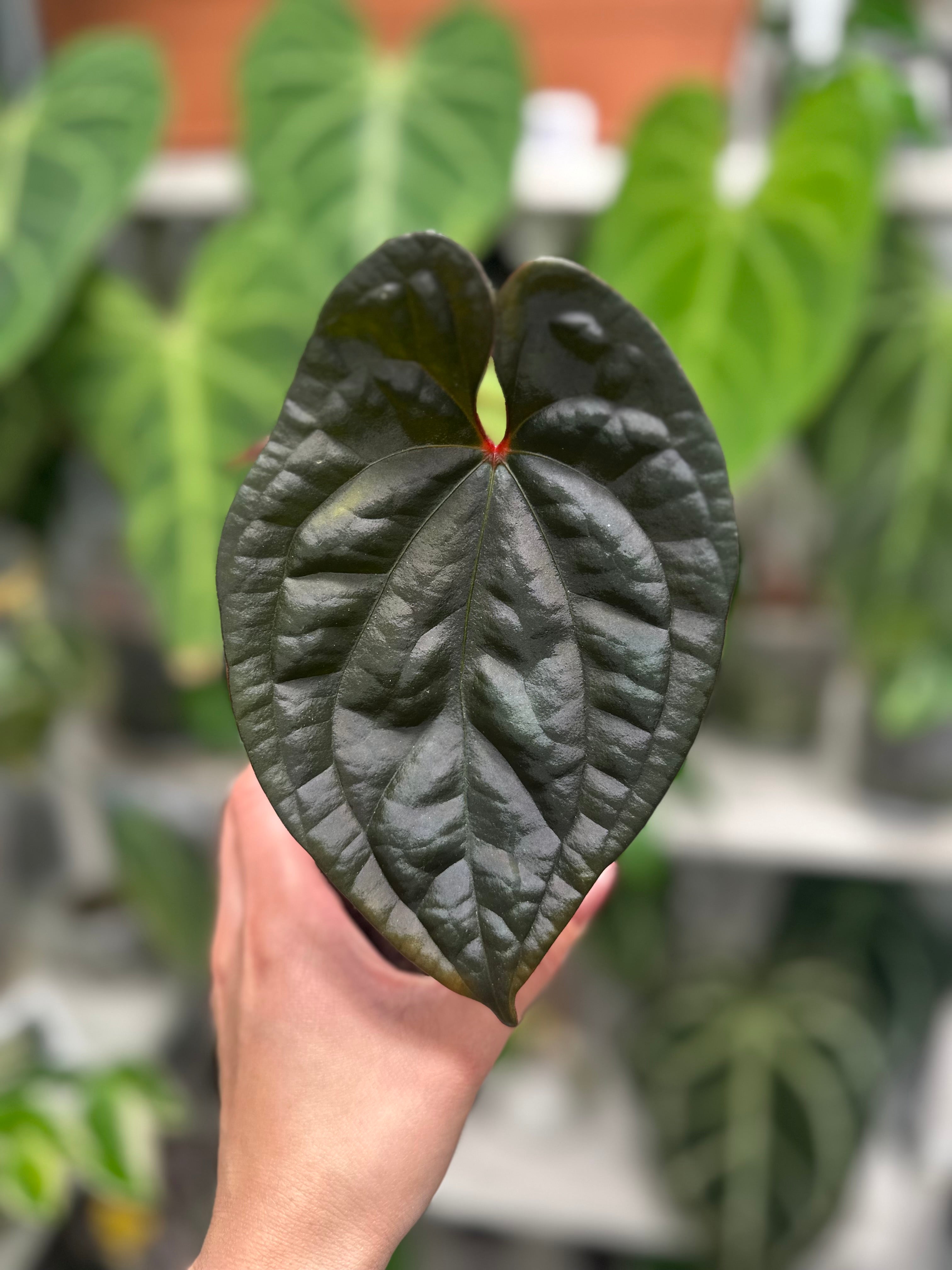 anthurium nz Anthurium Dark Phoenix x Luxurians – Plantita NZ