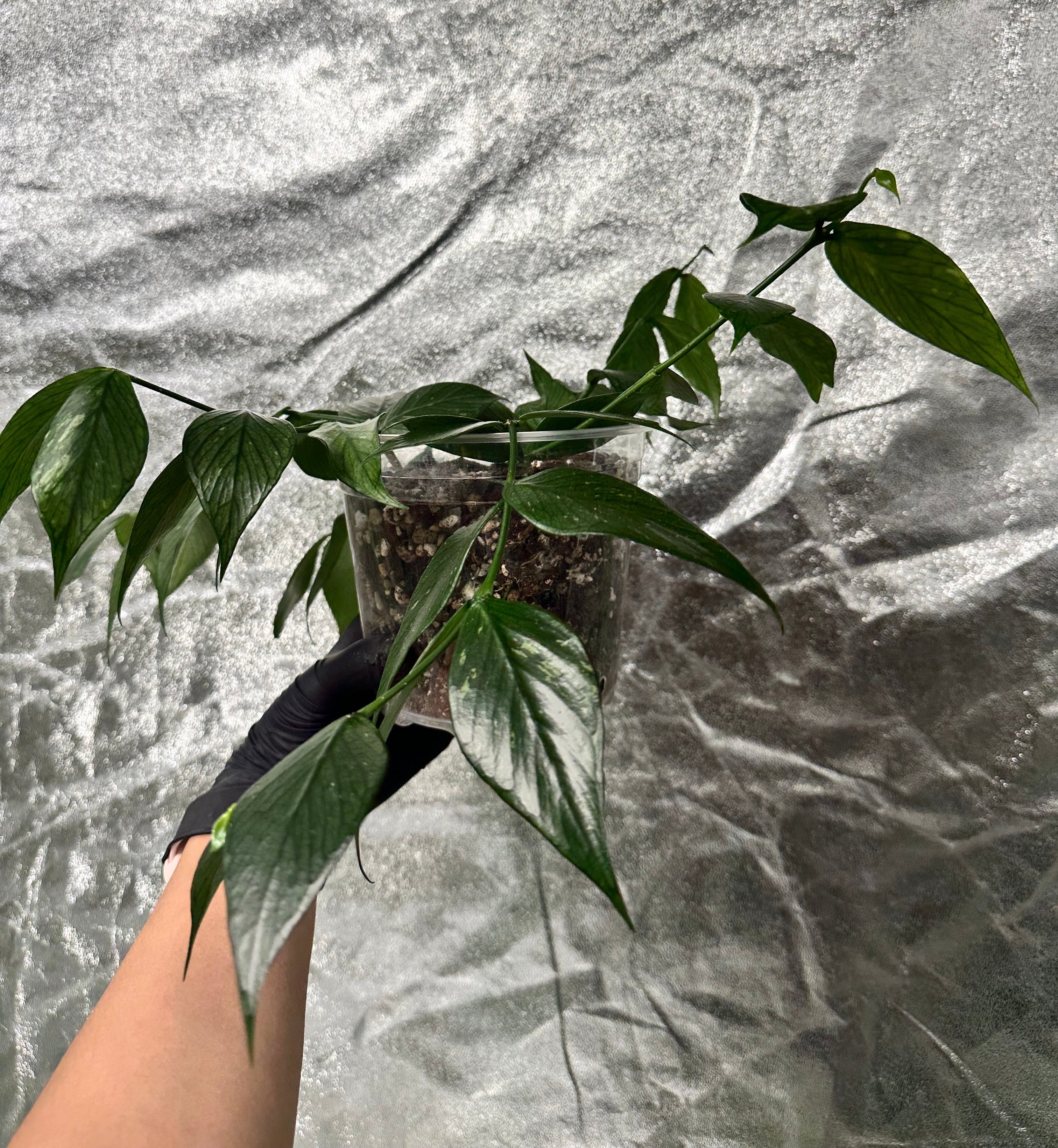 Hoya Fishtail (Hoya polyneura)