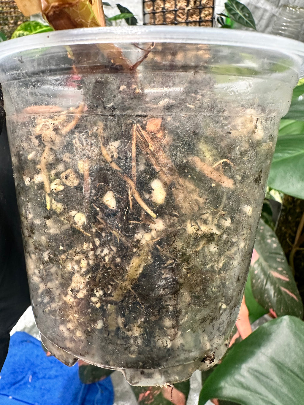 Philodendron Gloriosum