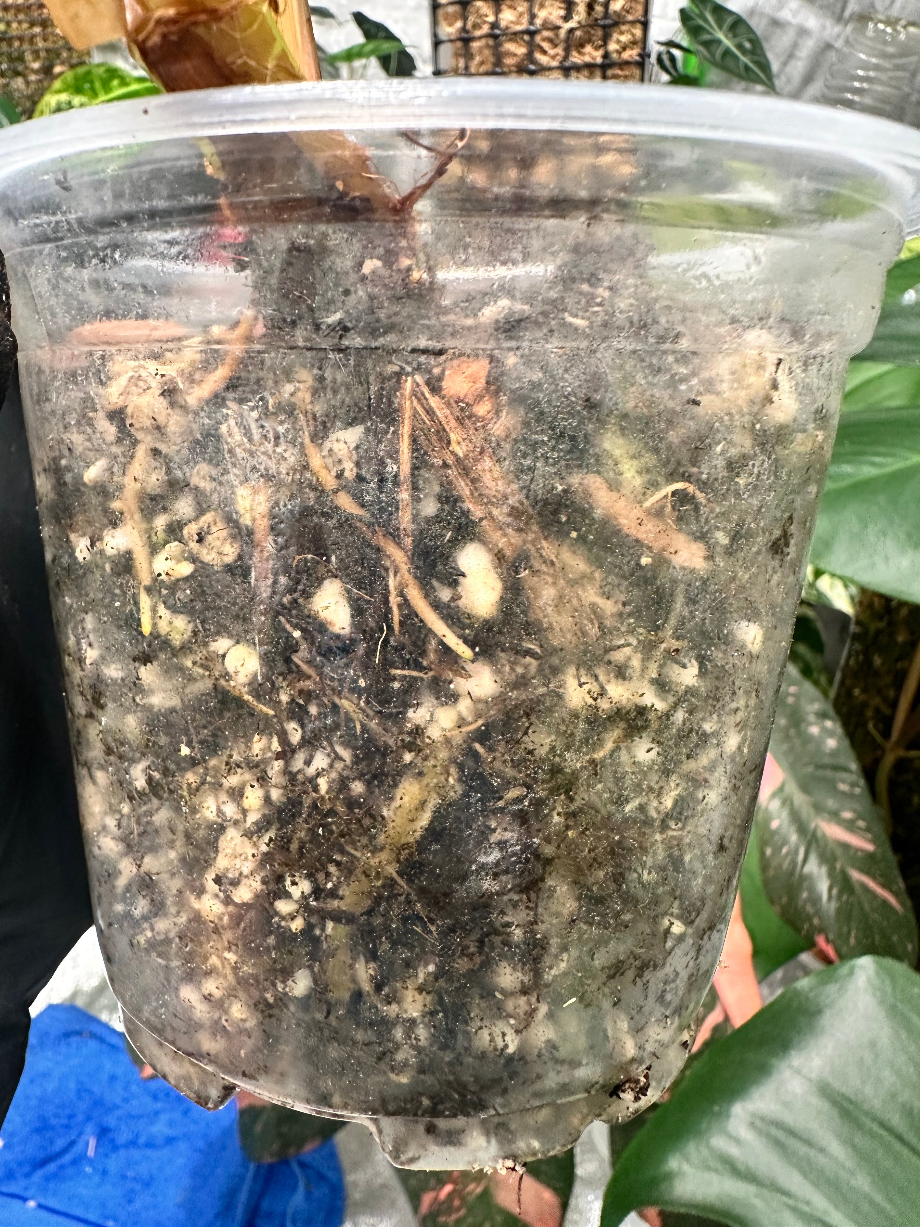 Philodendron Gloriosum