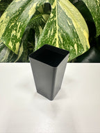 Black Square Propagation Tube 4cm (110ml)