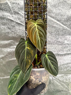 Philodendron melanochrysum variegated on D-moss pole