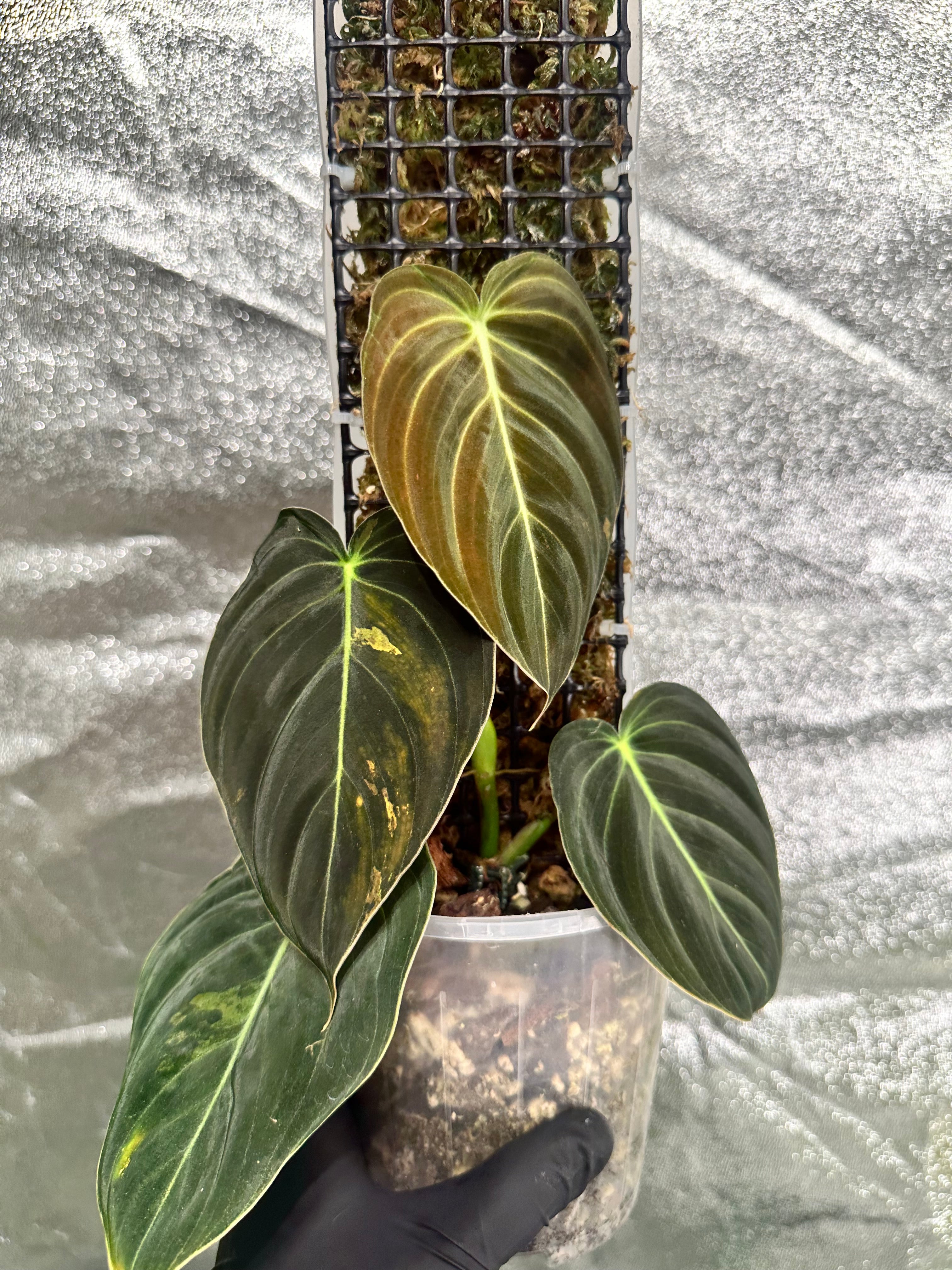 Philodendron melanochrysum variegated on D-moss pole