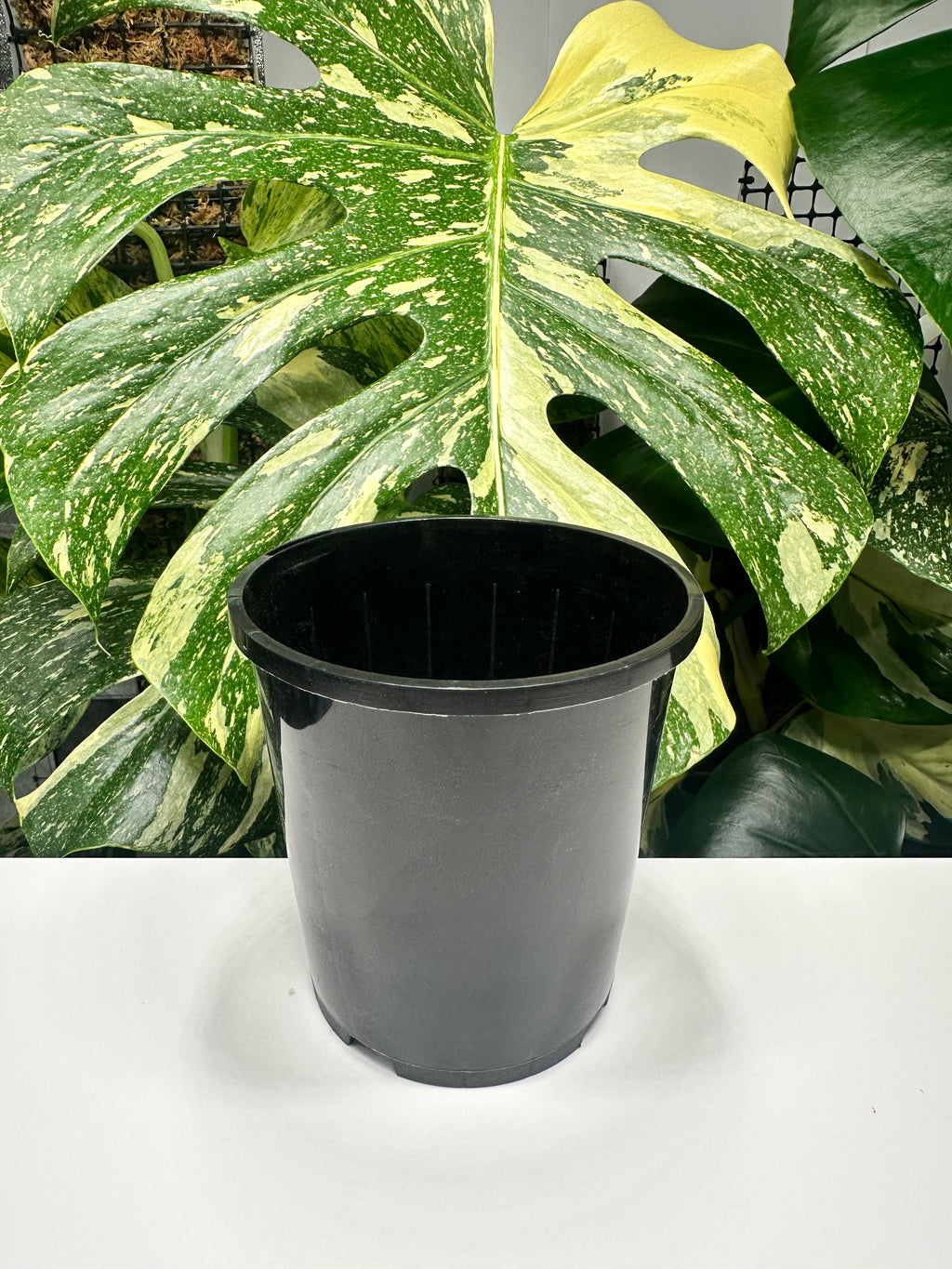 Black Nursery Pot 12cm (1.0L)