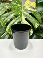 Black Nursery Pot 12cm (1.0L)