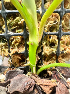 Philodendron florida