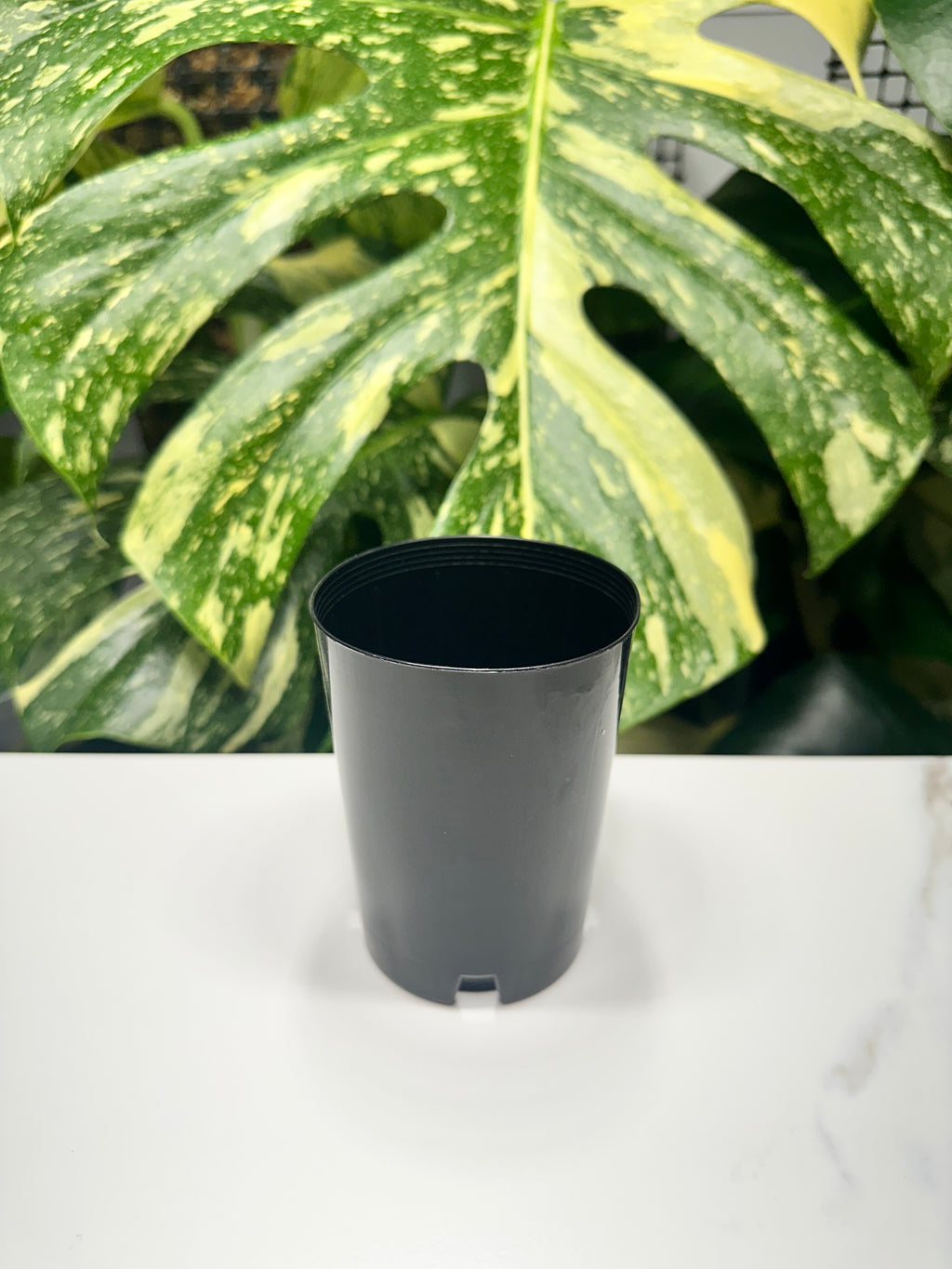 Black Propagation Tube 7.5cm (300ml)