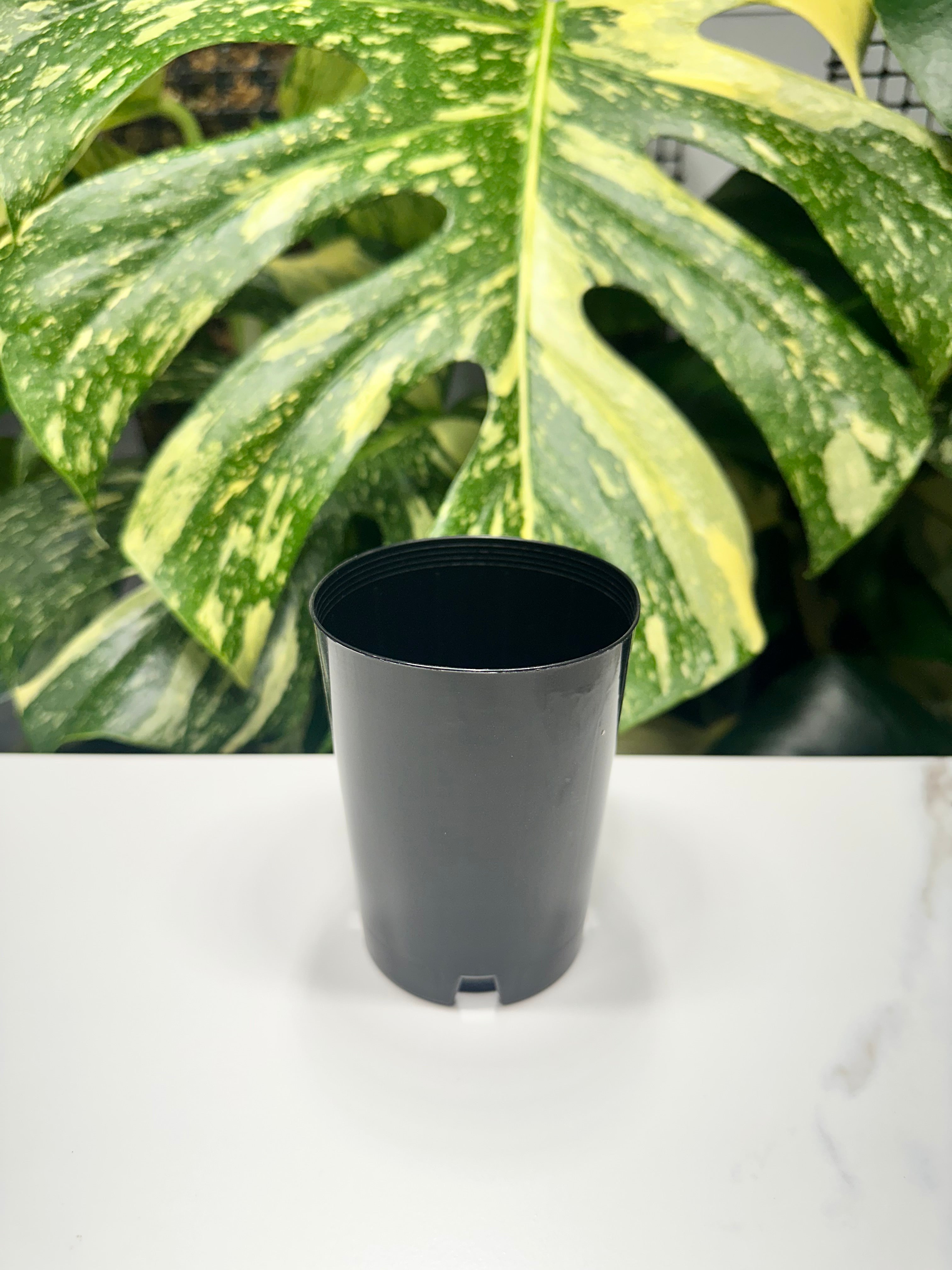 Black Propagation Tube 7.5cm (300ml)