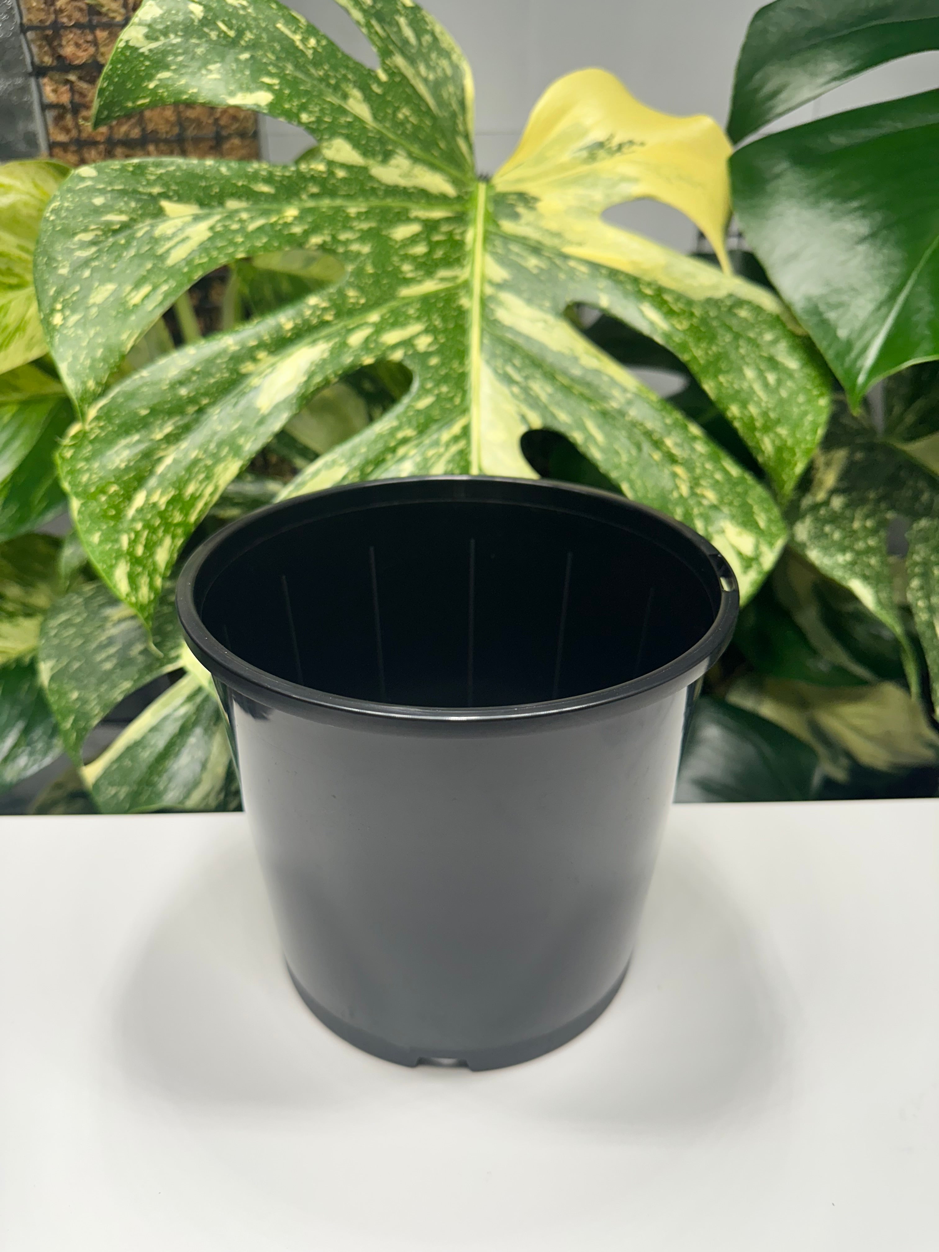 Black Nursery Pot 17cm (2.5L)