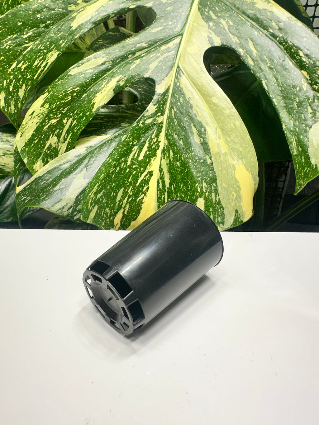 Black Propagation Tube 5cm (110ml)