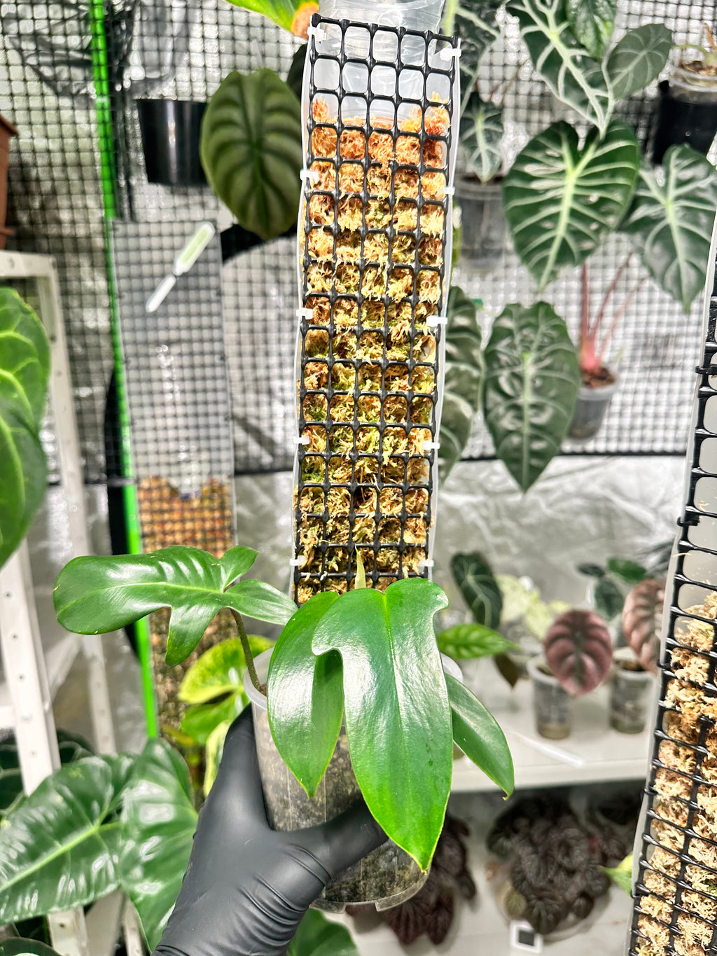 Philodendron florida