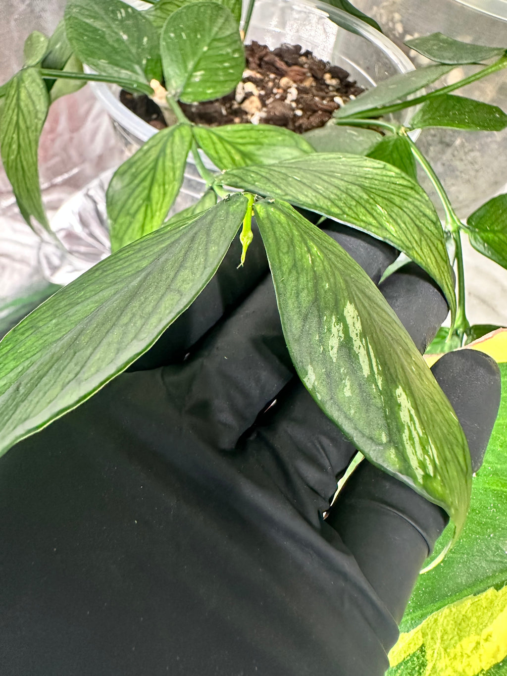 Hoya Fishtail (Hoya polyneura)