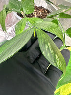 Hoya Fishtail (Hoya polyneura)