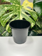 Black Nursery Pot 15cm (2.0L)
