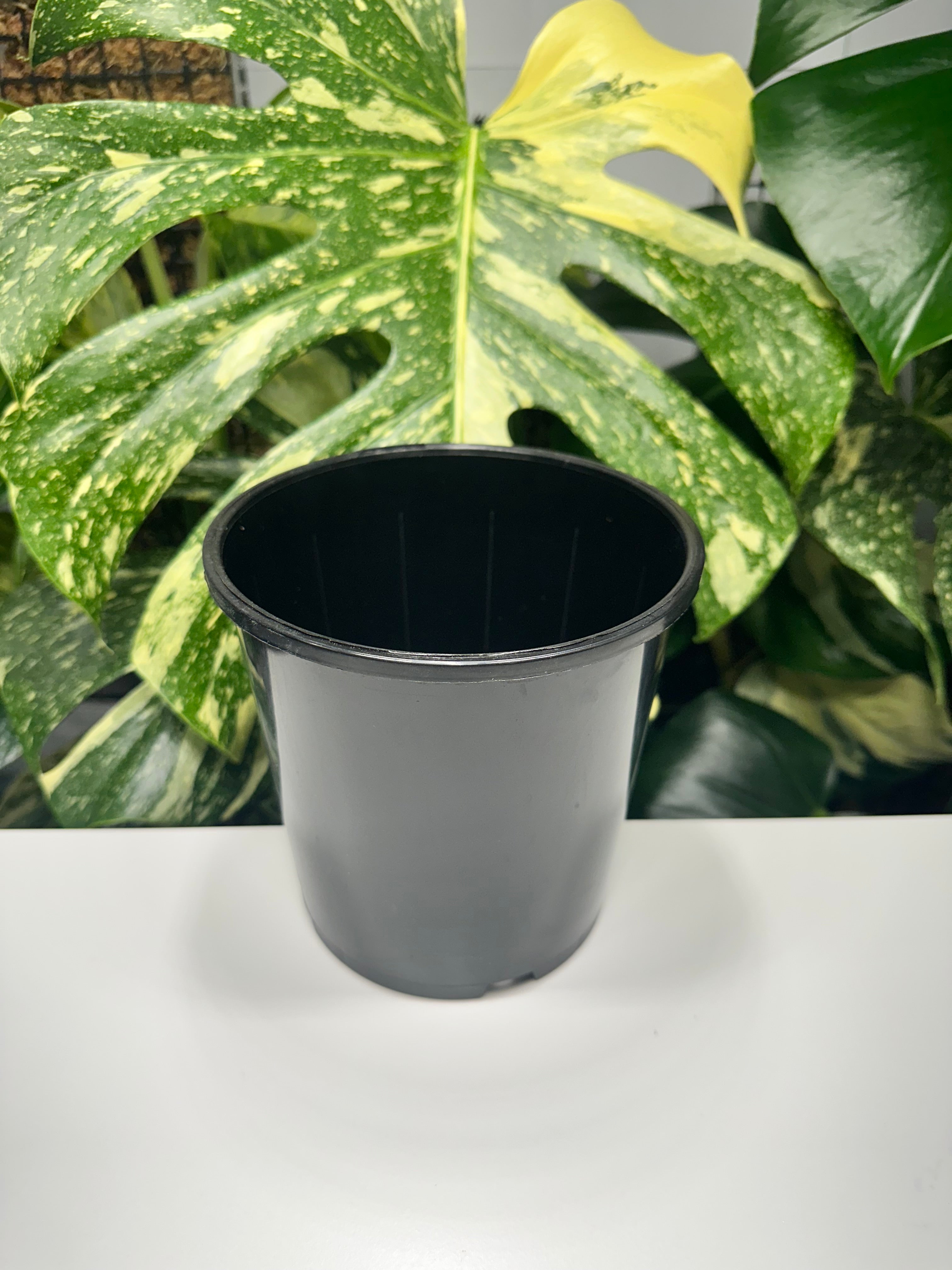 Black Nursery Pot 15cm (2.0L)
