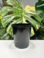 Black Nursery Pot 12cm (1.0L)