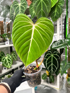 Philodendron Gloriosum