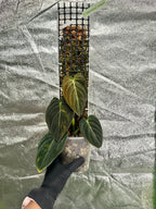 Philodendron melanochrysum variegated on D-moss pole