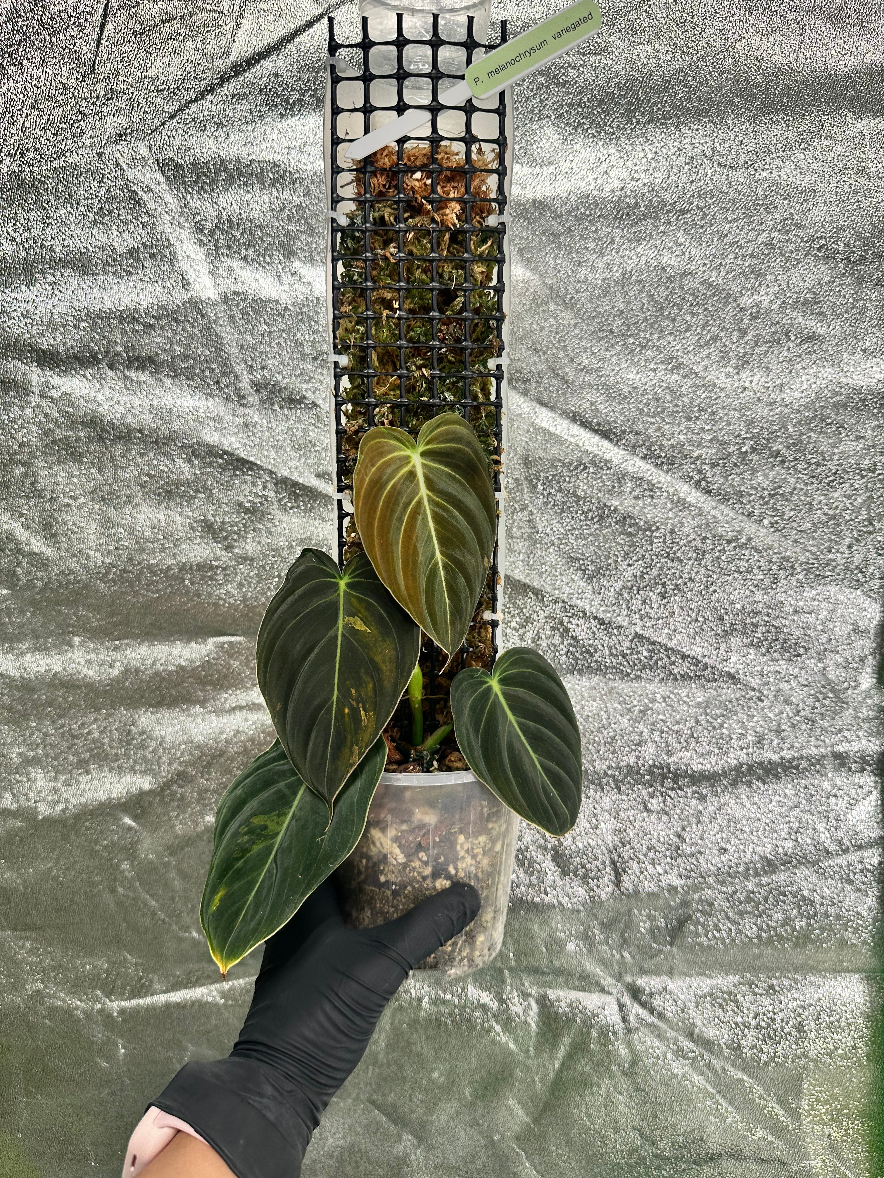 Philodendron melanochrysum variegated on D-moss pole