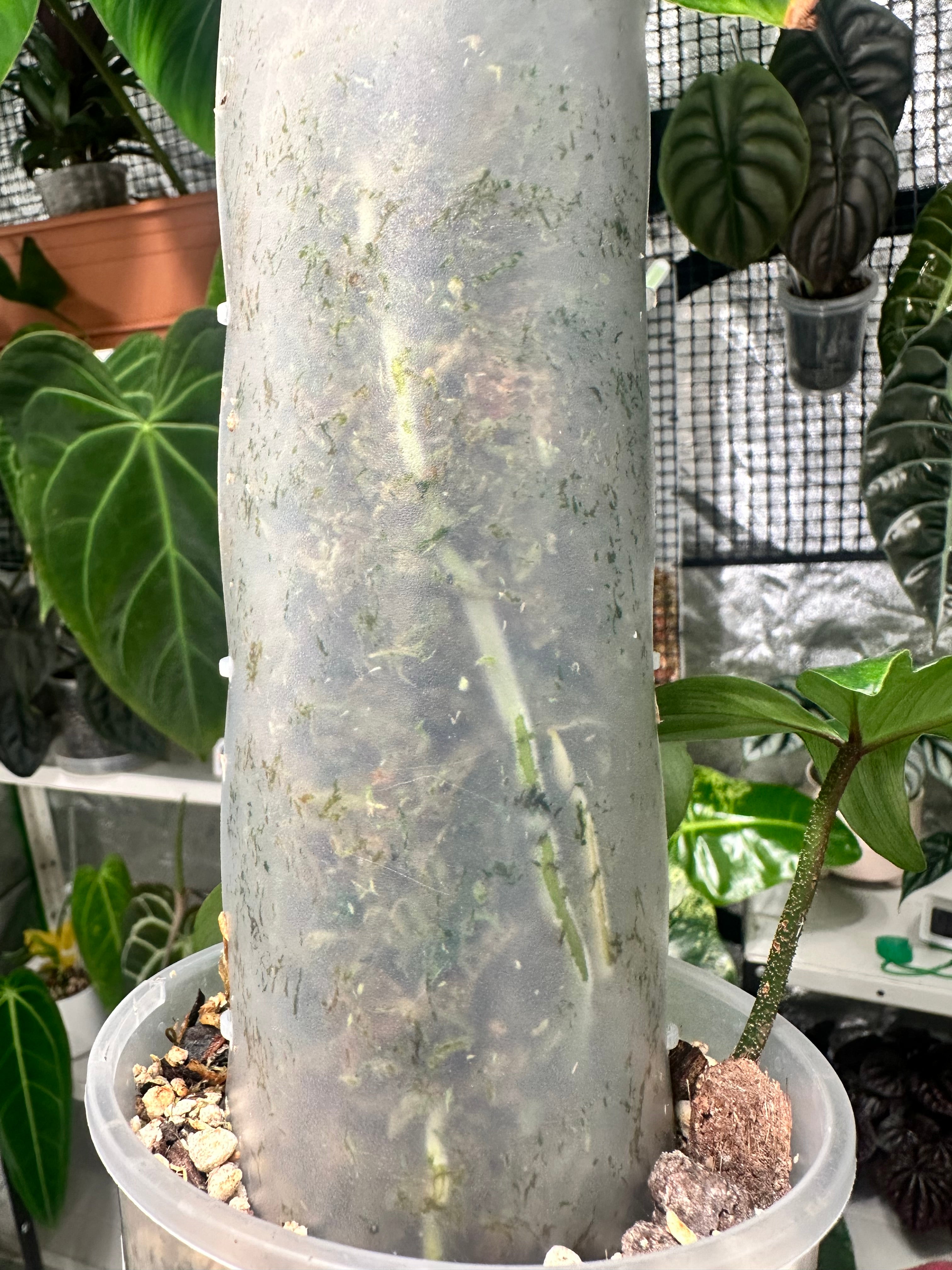 Philodendron florida