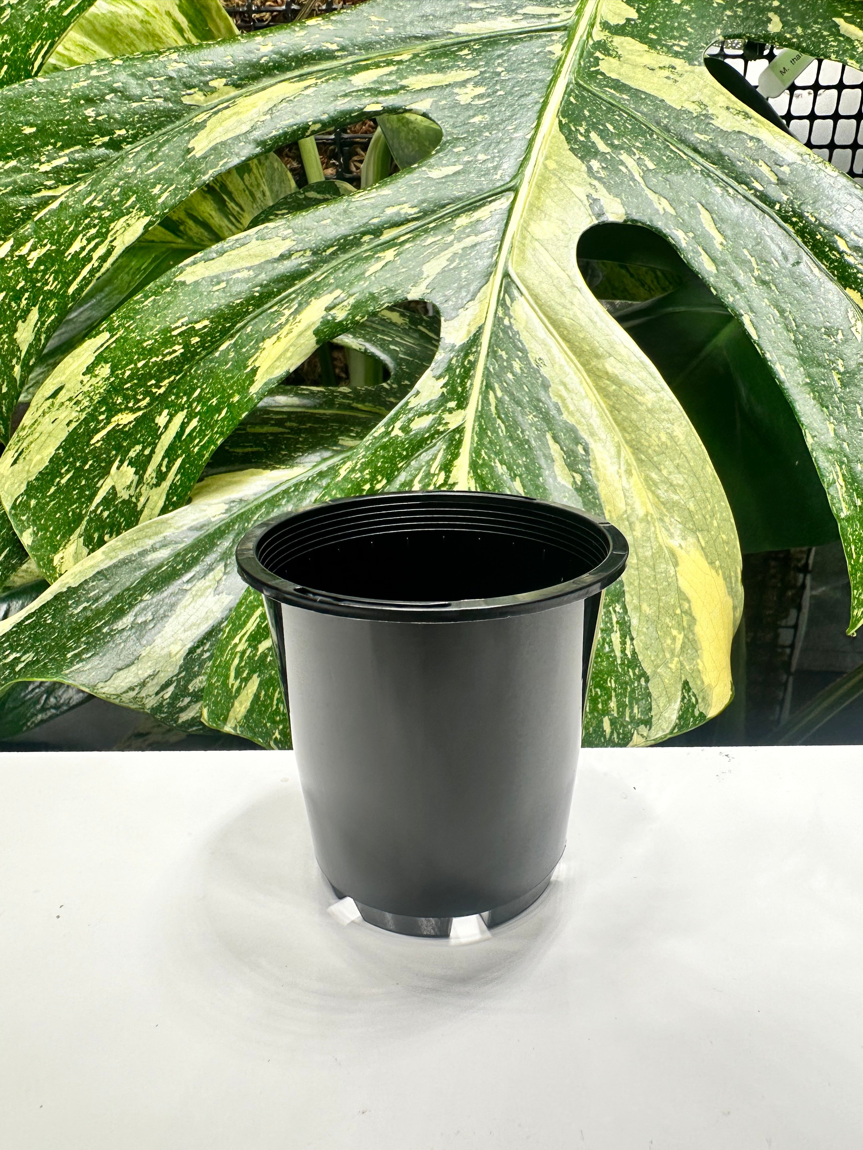Black Nursery Pot 7cm (170ml)