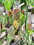 Philodendron melanochrysum variegated on D-moss pole