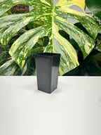 Black Square Propagation Tube 4cm (110ml)