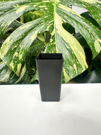 Black Square Propagation Tube 4cm (110ml)