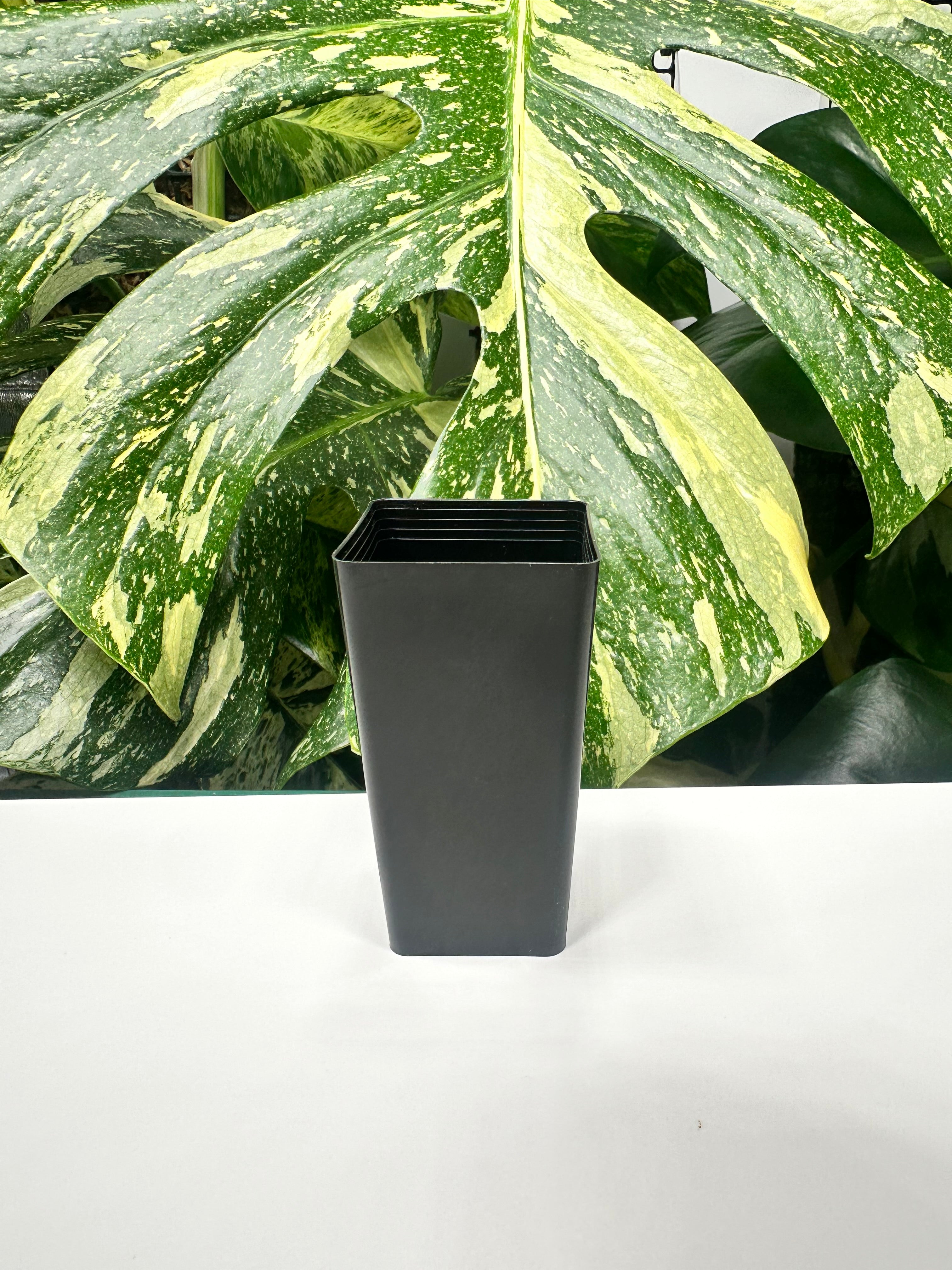 Black Square Propagation Tube 4cm (110ml)