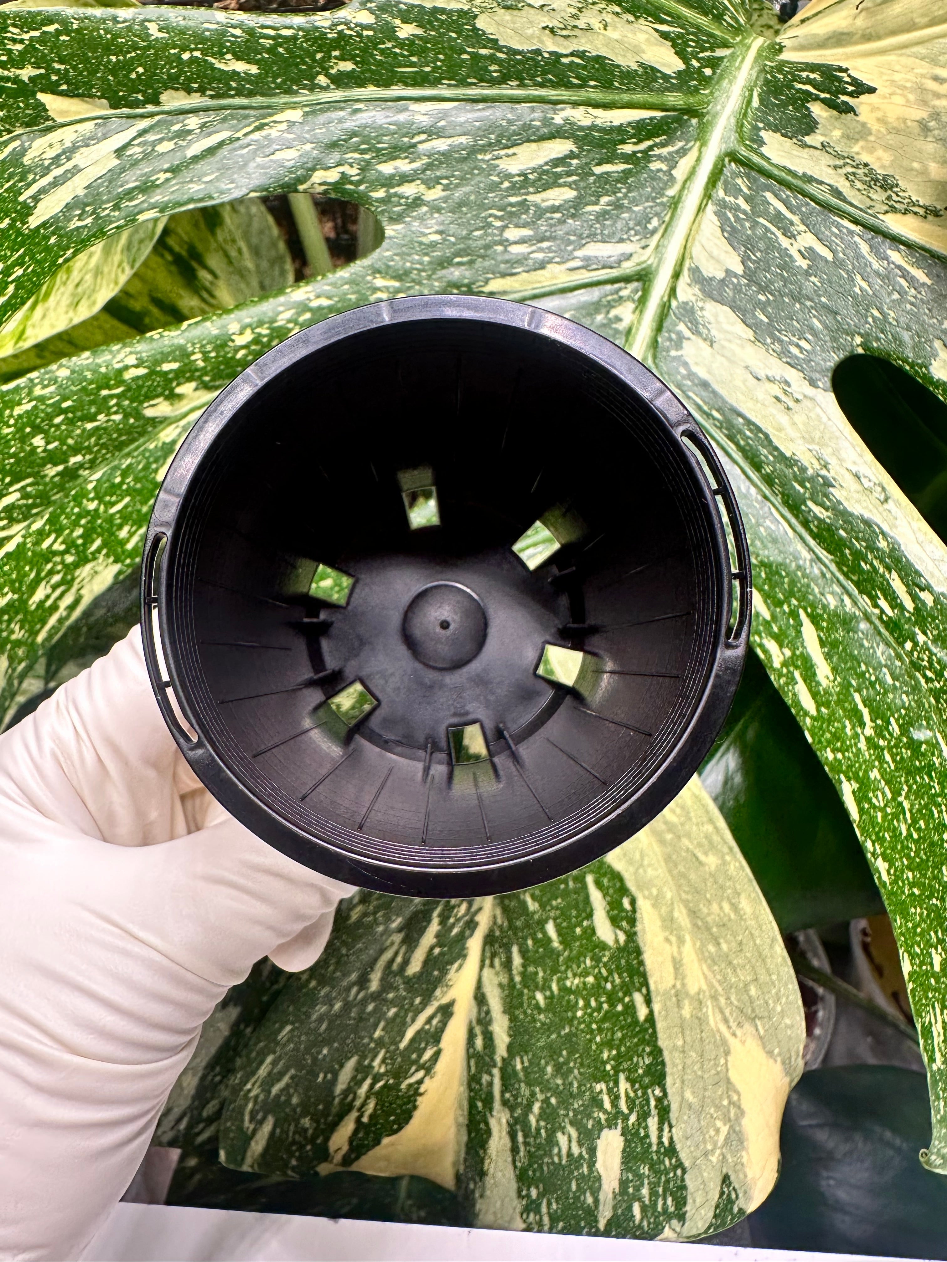 Black Nursery Pot 7cm (170ml)