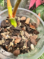 Philodendron Gloriosum