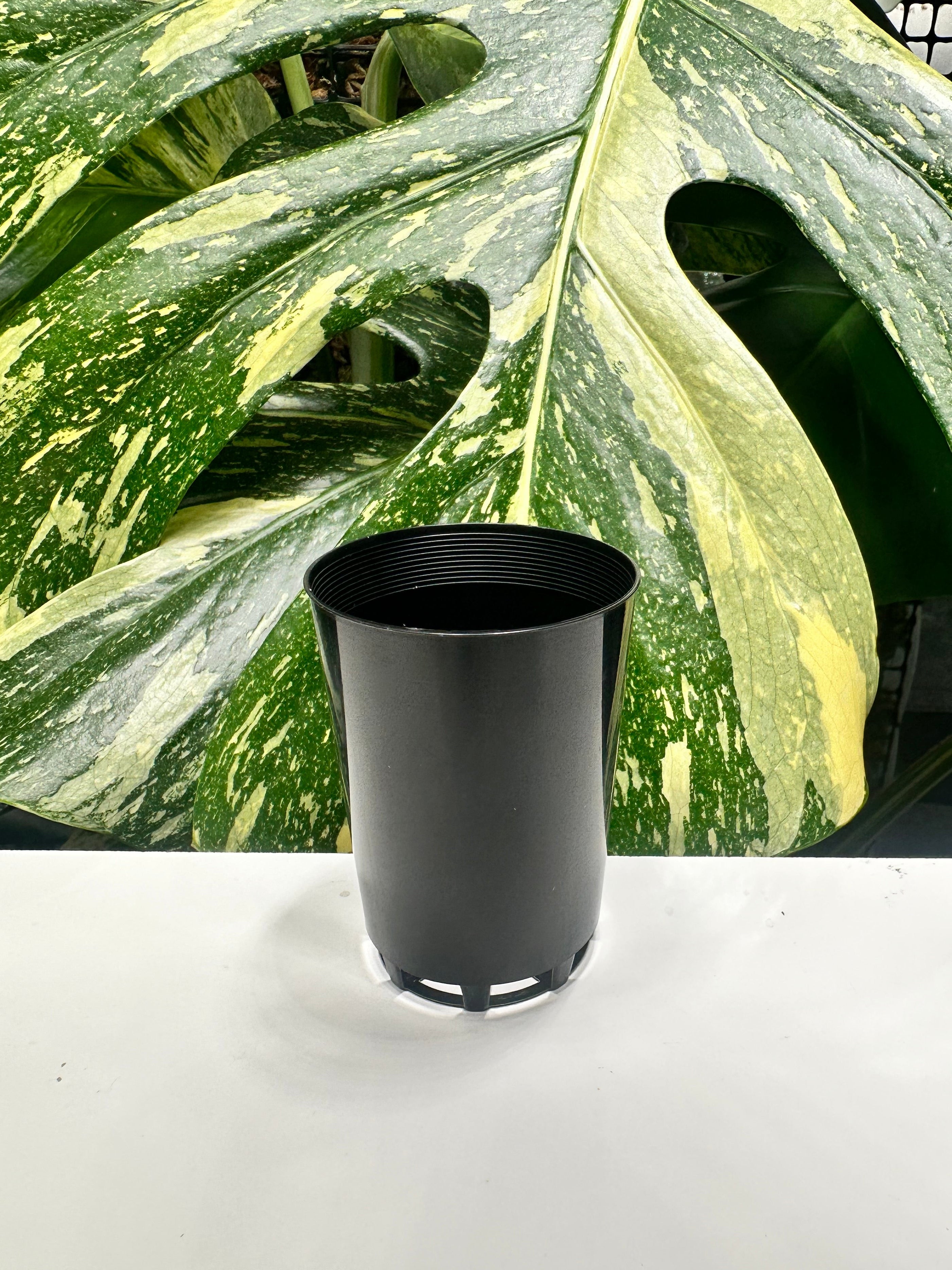 Black Propagation Tube 5cm (110ml)