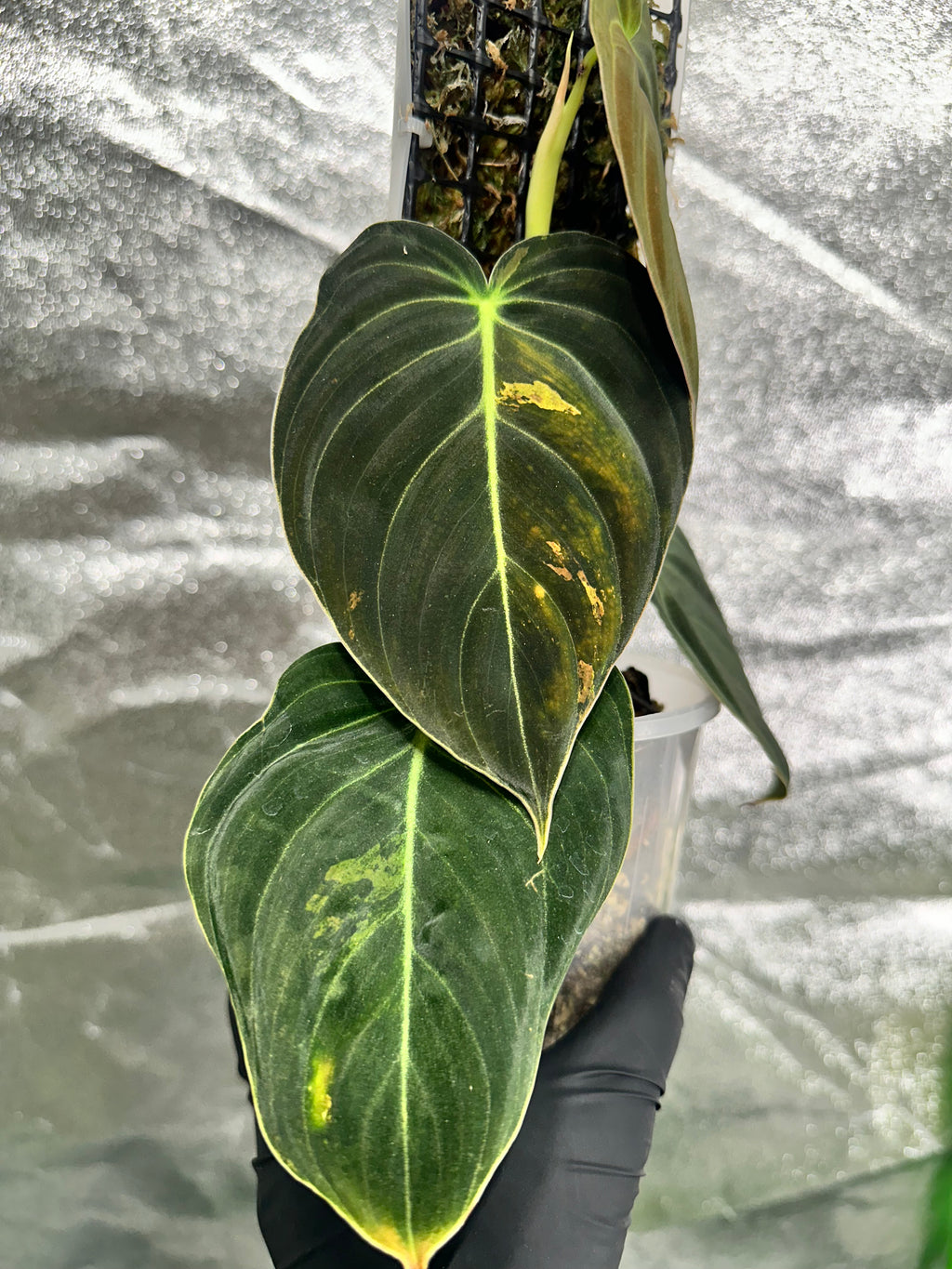 Philodendron melanochrysum variegated on D-moss pole
