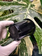 Black Nursery Pot 7cm (170ml)