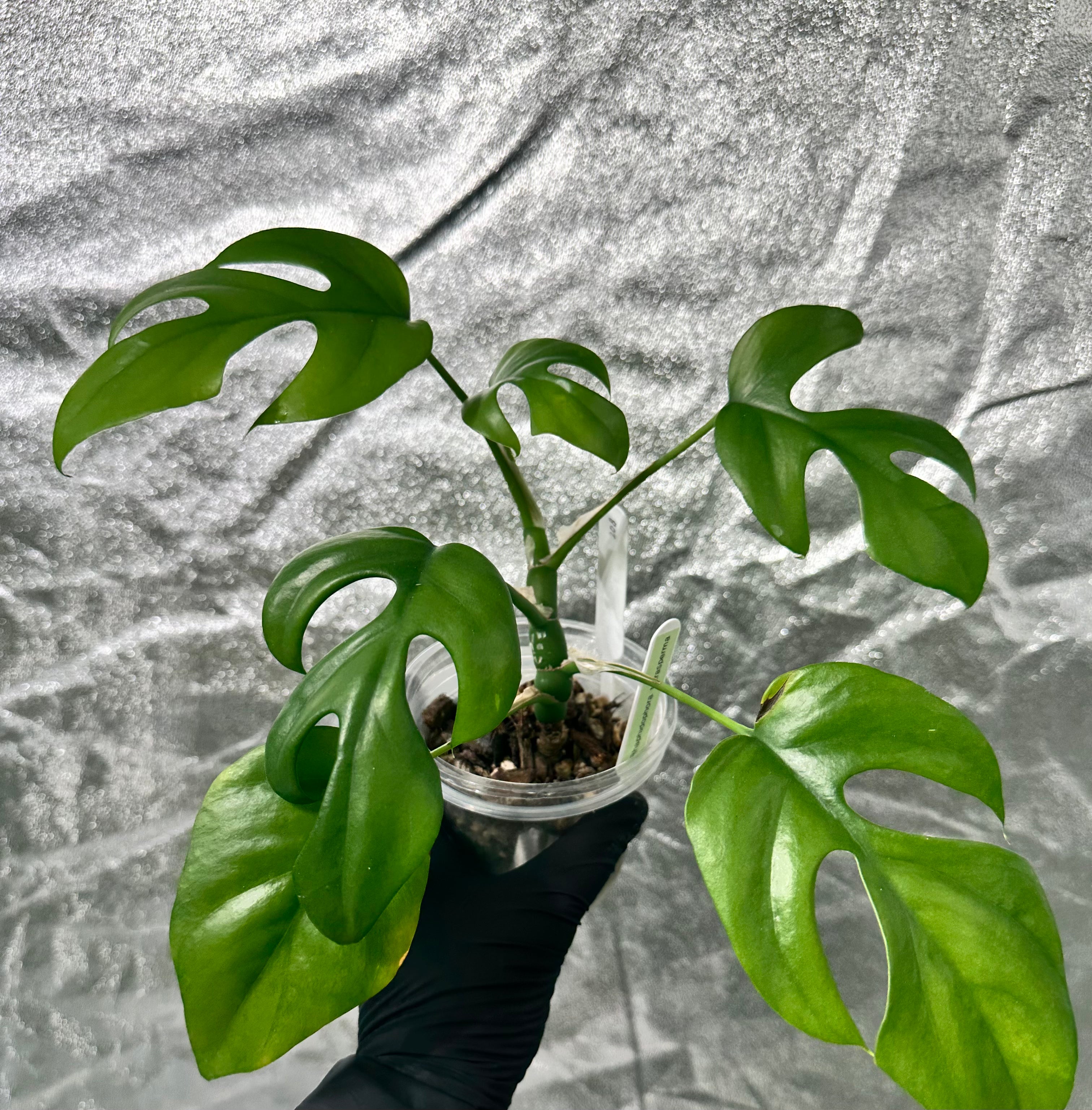 monstera minima philodendron Monstera Minima (Rhaphidophora tetrasperma) – Plantita NZ