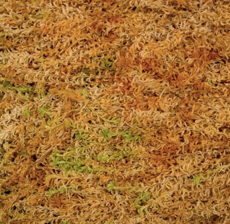 Besgrow NZ Spagmoss 12L