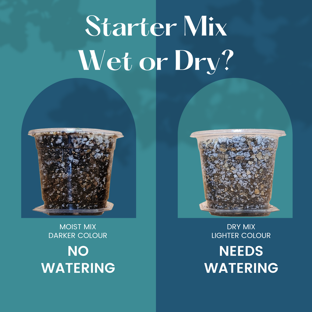 Bio Leaf Premium Starter Mix - 5L